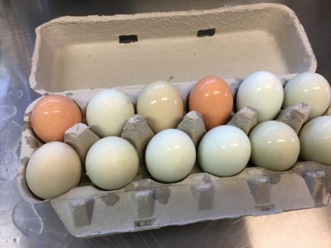 April 10 Chicken eggs.