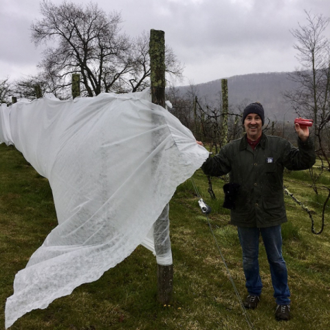 Covering grape vines in a 40 degree gale!