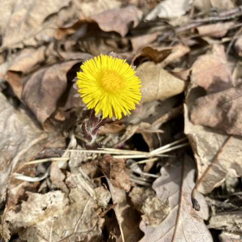 Coltsfoot. March 17.