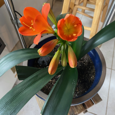 Clivia in bloom! March 28.