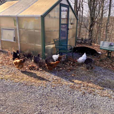 Hens exploring around the greenhouse.