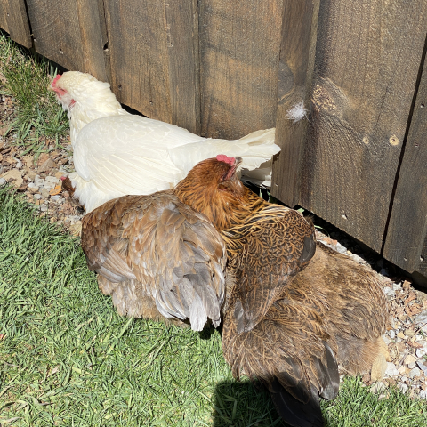 By May 5, it's warm enough for hen sunbathing. 