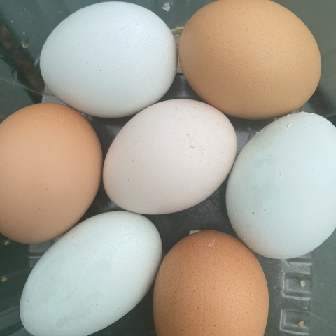 We're averaging 7 eggs a day.