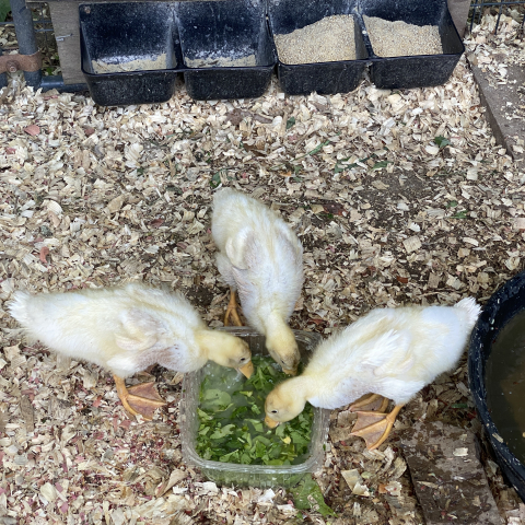 June 8. Ducklings love spinach and herbs!