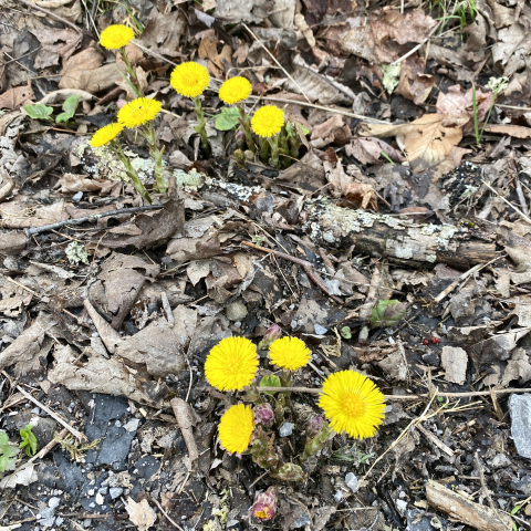 March Coltsfoot