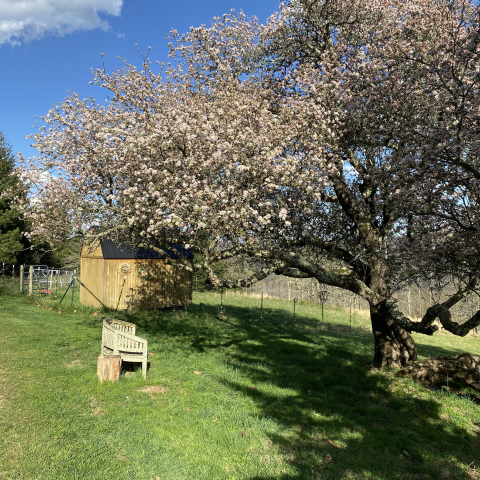 April Grandmother Apple Tree