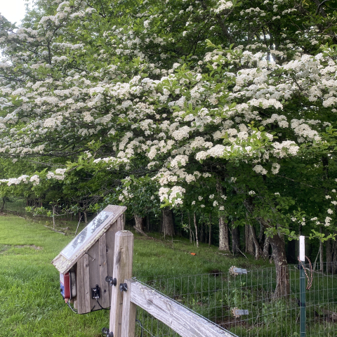 May Hawthorn