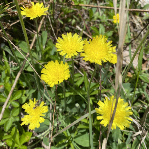 Mouseear Hawkweed