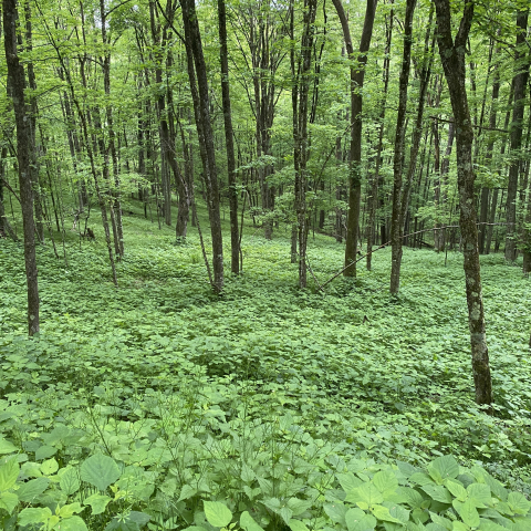 May Wood Nettle!