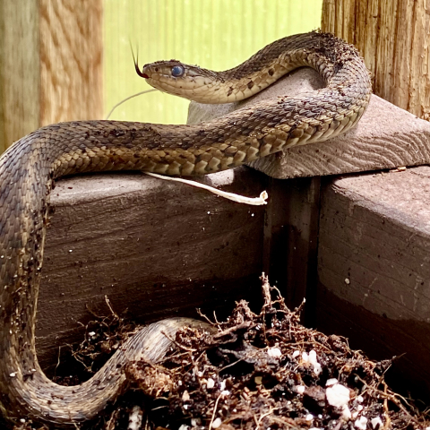 Garter snake in the greenhouse.