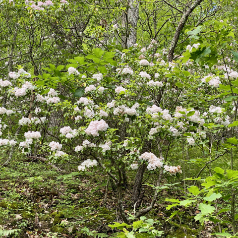 June 6 Mountain Laurel.