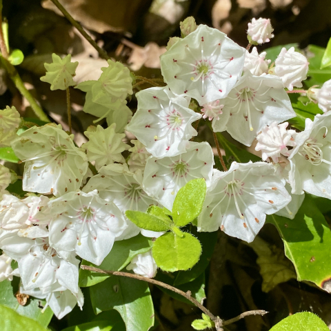 Mountain Laurel.