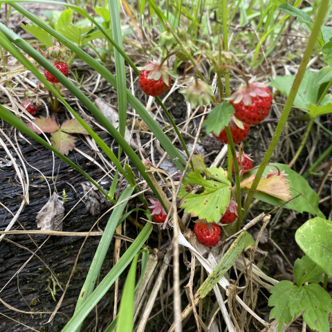 June 8 Wild Strawberries.