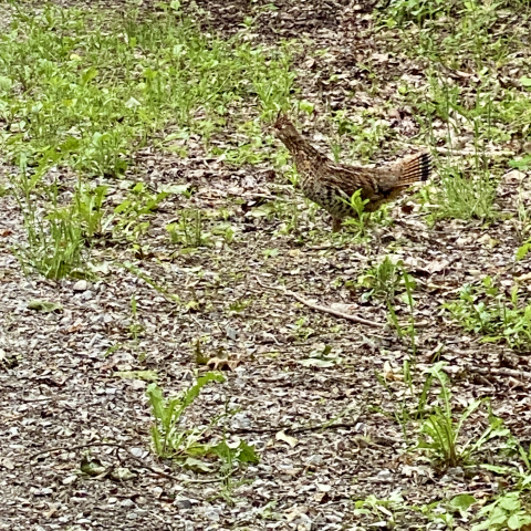 June 11 Ruffed grouse mama crossing the Old Pike.