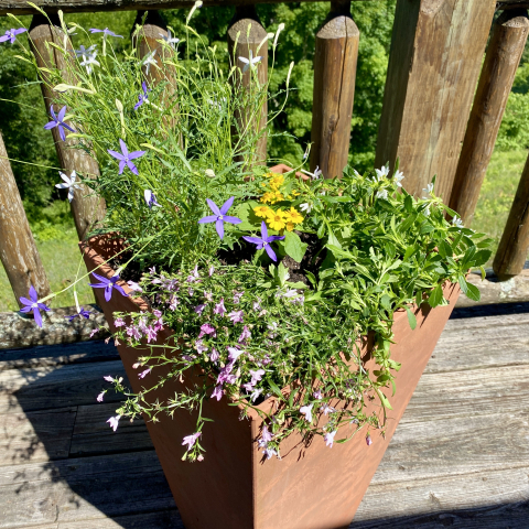 Deck plants.