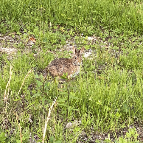 Bunny near the greenhouse.