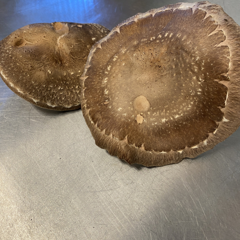 Just-picked Shiitakes.