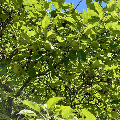 June 20 Little green apples on the Grandmother Tree.