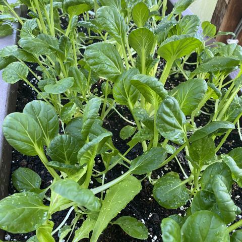 June 24 Greenhouse Pak Choi.