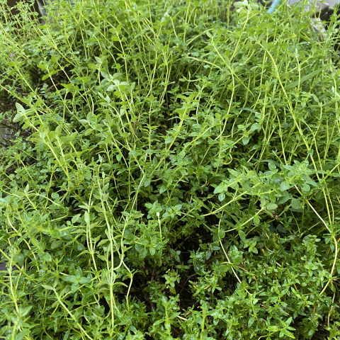 Thyme.