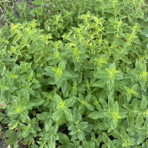 Oregano.