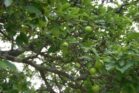 Grandmother apple tree