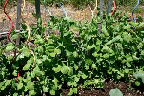 Fast-growing snow peas