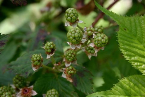 A wee bit of rain this month and we'll have a wonderful blackberry crop
