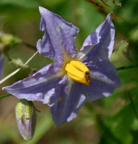 Horse nettle, in the Nightshade family. A close relative of the potato