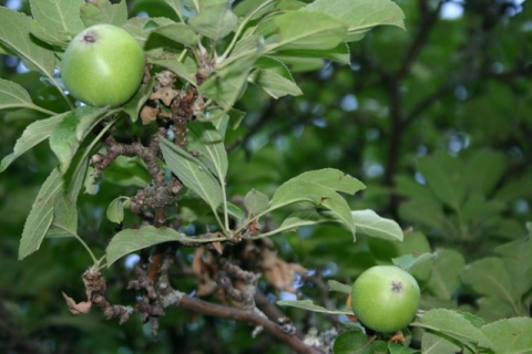 Grandmother apple tree