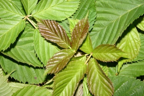 Blackberry leaves harvested for tea