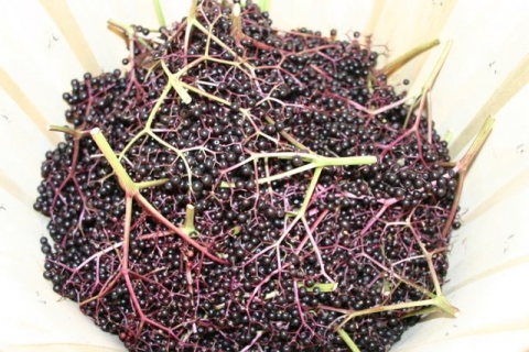 Elderberry harvest, August 18