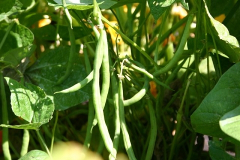 Bush beans, August 20
