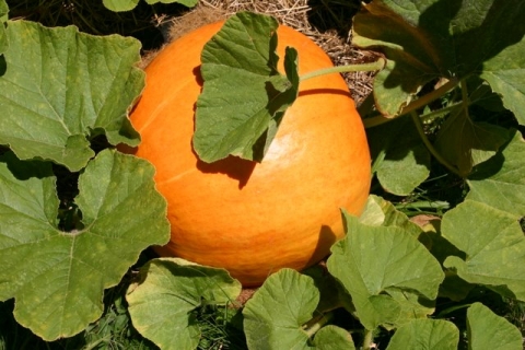 Pumpkin, September 6