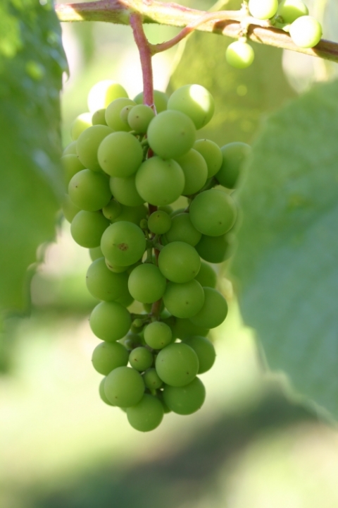 Fast-growing grapes!