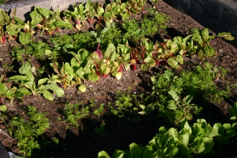 New Swiss Chard and carrots.