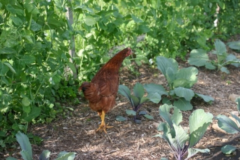 Chickie in the Snow Peas!