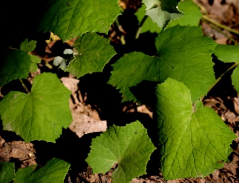 Coltsfoot leaves.