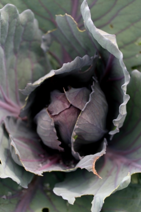 Red acre cabbage.