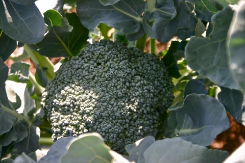 July 2 broccoli.