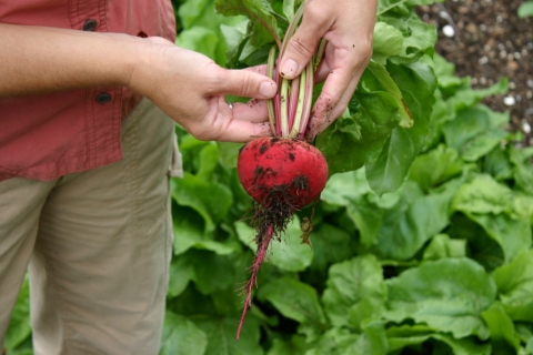 July 19 cylindra beets.