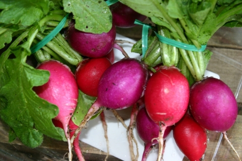 Radishes ready for the CSA.