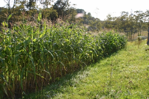 Brightside's corn patch September 13.