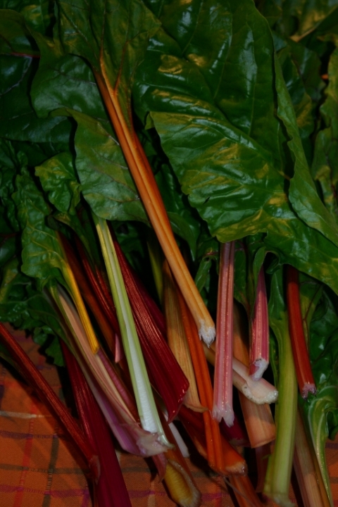 Chard that just keeps on keeping on.
