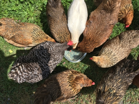 Chickens loving some mealworm treats!
