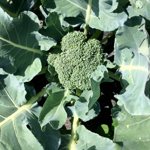 New broccoli.
