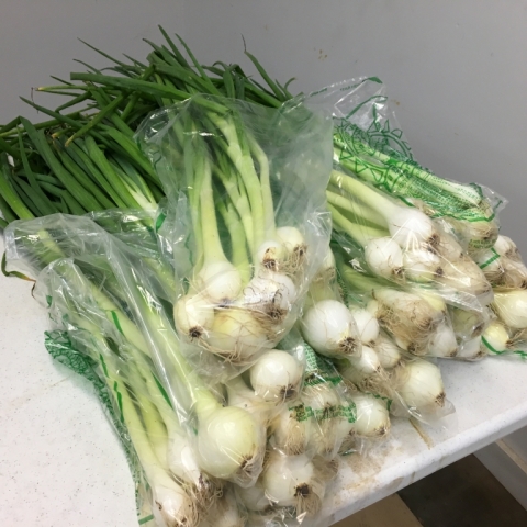 June 21. Spring onions.