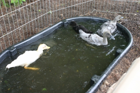 June 8. Our Indian Runner Ducks take to water!