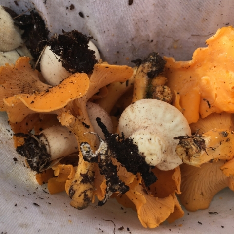 Wild harvest of Chanterelle and Puffball mushrooms. August 8.