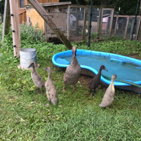 Ringo and the ducklings! August 12.